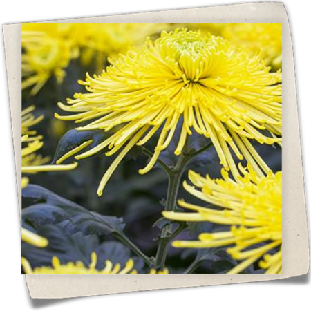 Chrysantheme Chrysantheme