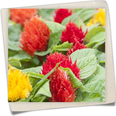 Federbusch-Celosie Federbusch-Celosie