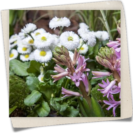 Einfaches Gänseblümchen Einfaches Gänseblümchen