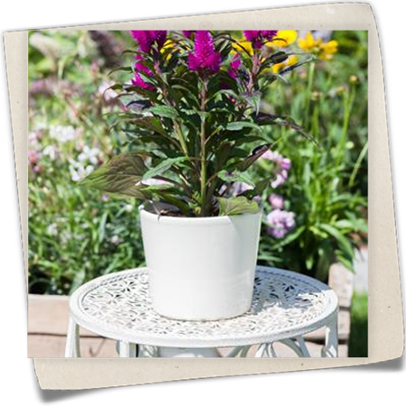 Silber-Brandschopf 'Venezuela' Silber-Brandschopf 'Venezuela'