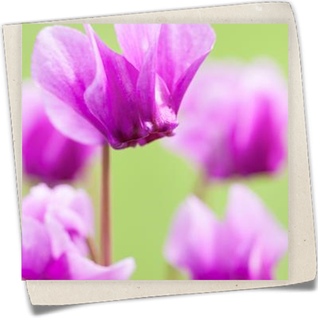 Herbst-Alpenveilchen Herbst-Alpenveilchen