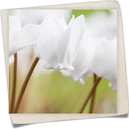 Garten-Herbst-Alpenveilchen 'Album' Garten-Herbst-Alpenveilchen 'Album'