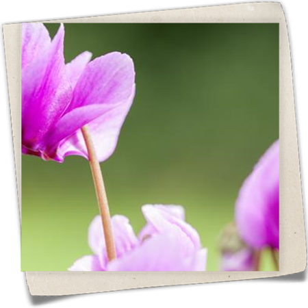 Alpenveilchen Alpenveilchen