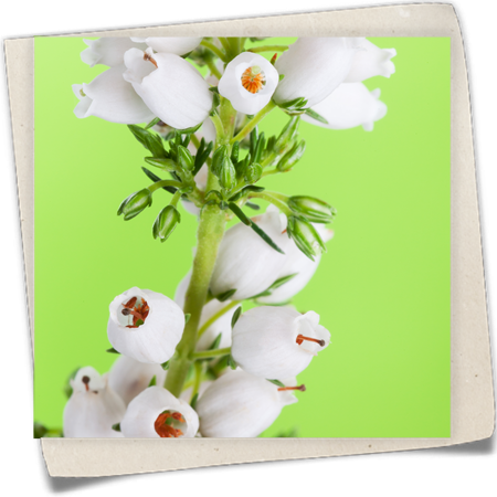 Grauheide 'Heideperle'® Grauheide 'Heideperle'®