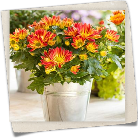 Chrysantheme 'Melodie' Chrysantheme 'Melodie'