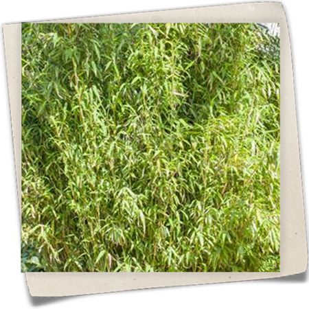 Well-Born-Bambus Well-Born-Bambus