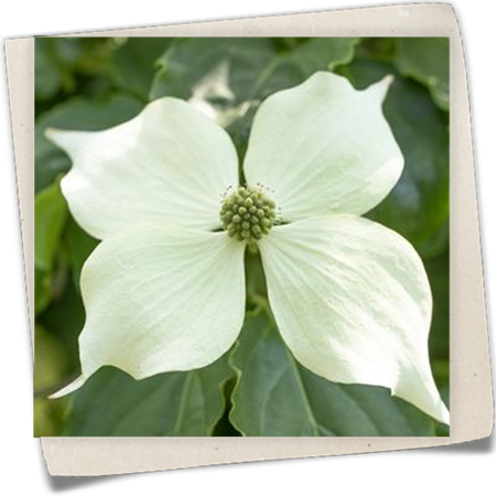 Japanischer Blumen-Hartriegel 'Venus'® Japanischer Blumen-Hartriegel 'Venus'®