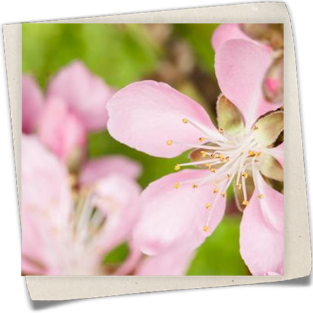 Mandelbaum Mandelbaum