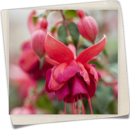Fuchsie 'Jollies'® Fuchsie 'Jollies'®