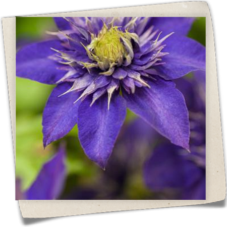 Waldrebe 'The President'® Waldrebe 'The President'®