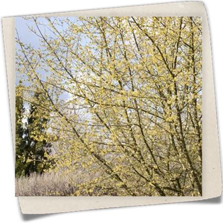 Kornelkirsche Kornelkirsche