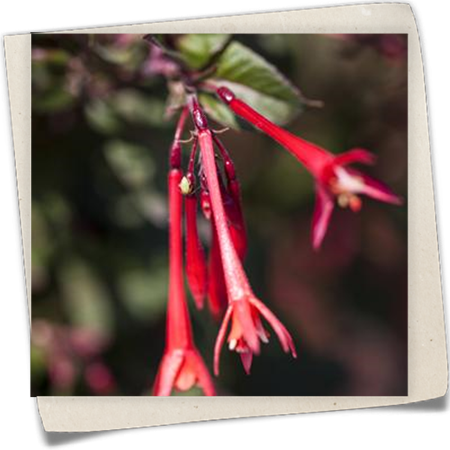 Fuchsie 'Koralle' Fuchsie 'Koralle'