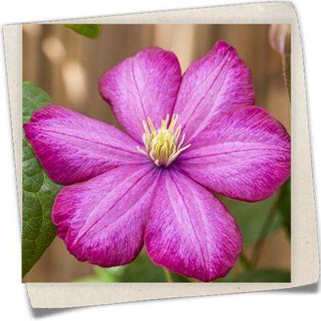 Waldrebe 'Ville de Lyon' Waldrebe 'Ville de Lyon'