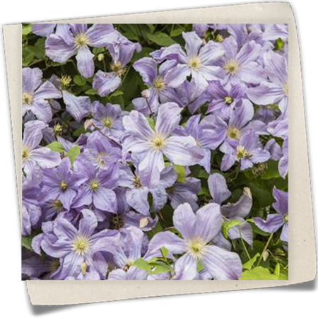 Italienische Waldrebe Italienische Waldrebe