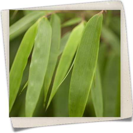 Schirmbambus Schirmbambus