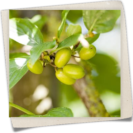 Kornelkirsche 'Jolico' Kornelkirsche 'Jolico'