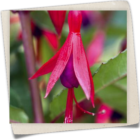 Patagonische Fuchsie Patagonische Fuchsie