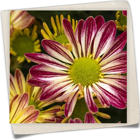 Chrysantheme 'Rainbow' Chrysantheme 'Rainbow'