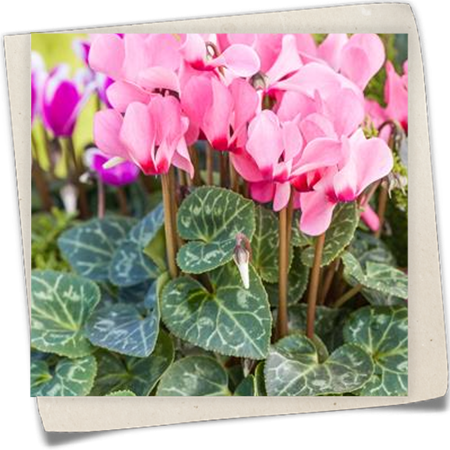 Alpenveilchen 'Out-Land' Alpenveilchen 'Out-Land'