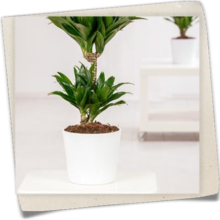 Drachenbaum Drachenbaum