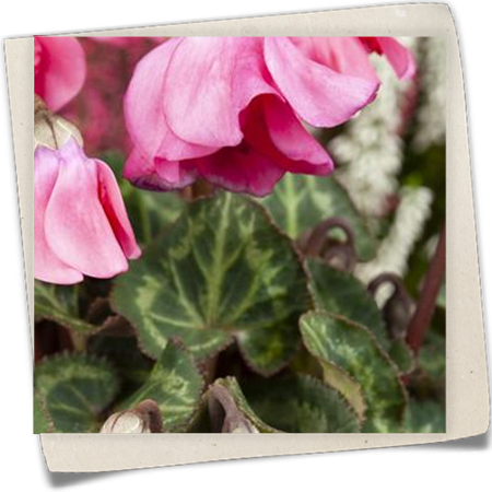 Alpenveilchen 'Petticoat' Alpenveilchen 'Petticoat'