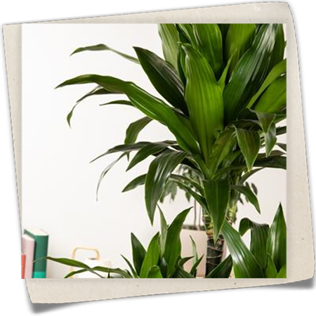 Drachenbaum 'Compacta' Drachenbaum 'Compacta'