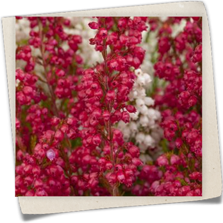 Glockenheide 'Hessenmädchen' Glockenheide 'Hessenmädchen'