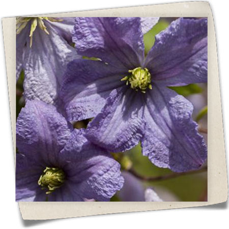 Italienische Waldrebe 'Emilia Plater' Italienische Waldrebe 'Emilia Plater'