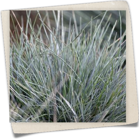 Blau-Schwingel 'Azurit' Blau-Schwingel 'Azurit'