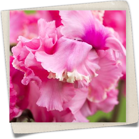 Zimmer-Alpenveilchen Zimmer-Alpenveilchen