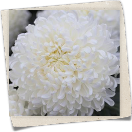 Schnitt-Chrysantheme Schnitt-Chrysantheme