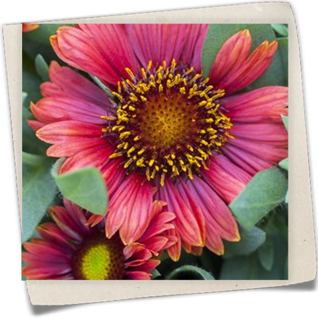 Prärie-Kokardenblume Prärie-Kokardenblume