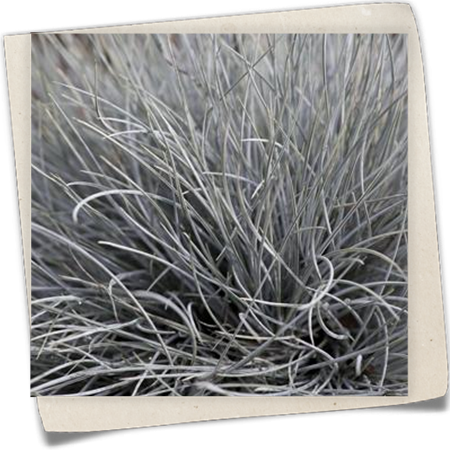 Garten-Blau-Schwingel Garten-Blau-Schwingel