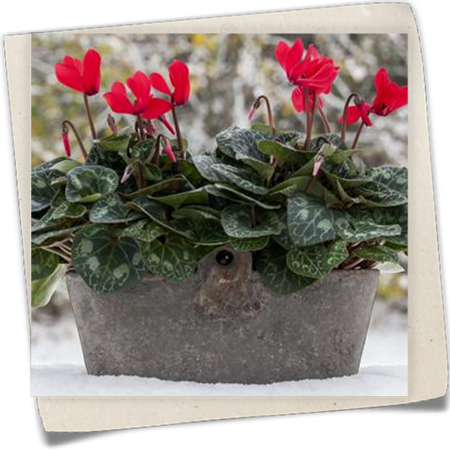 Zimmer-Alpenveilchen 'Super Serie'® Zimmer-Alpenveilchen 'Super Serie'®