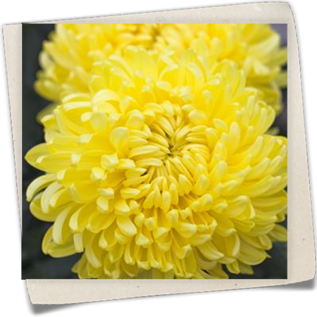 Schnitt-Chrysantheme Schnitt-Chrysantheme