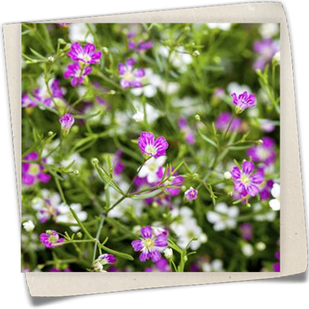 Mauer-Gipskraut Mauer-Gipskraut