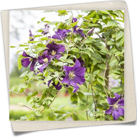 Italienische Waldrebe 'Minuet' Italienische Waldrebe 'Minuet'