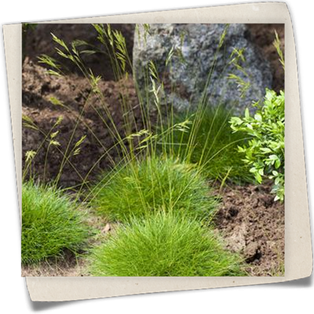 Zwergiger Bärenfell-Schwingel 'Pic Carlit' Zwergiger Bärenfell-Schwingel 'Pic Carlit'