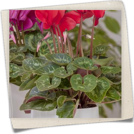 Alpenveilchen Alpenveilchen