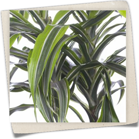 Drachenbaum 'Lemon Lime' Drachenbaum 'Lemon Lime'