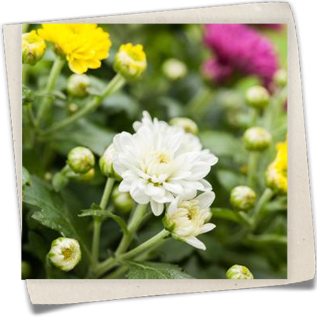 Herbst-Chrysantheme Herbst-Chrysantheme