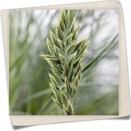 Blau-Schwingel Blau-Schwingel