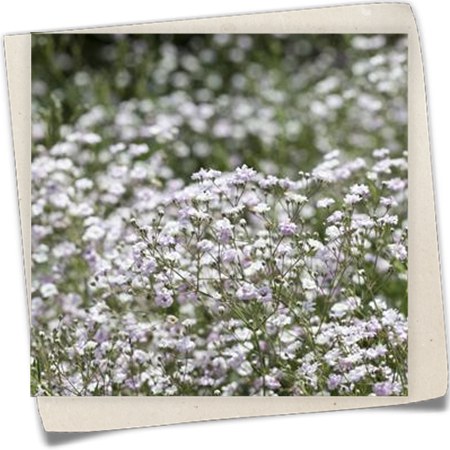 Garten-Schleierkraut Garten-Schleierkraut