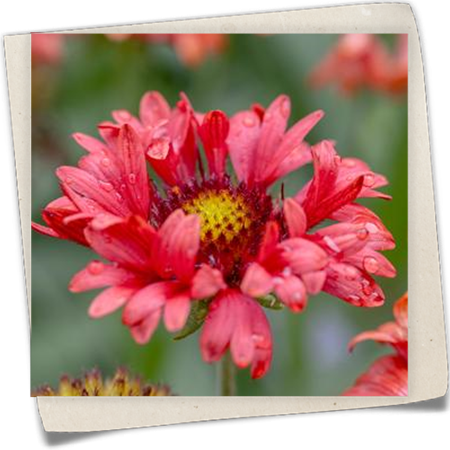 Großblumige Garten-Kokardenblume 'Fanfare'® Großblumige Garten-Kokardenblume 'Fanfare'®