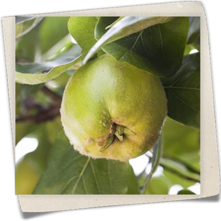 Echte Quitte Echte Quitte