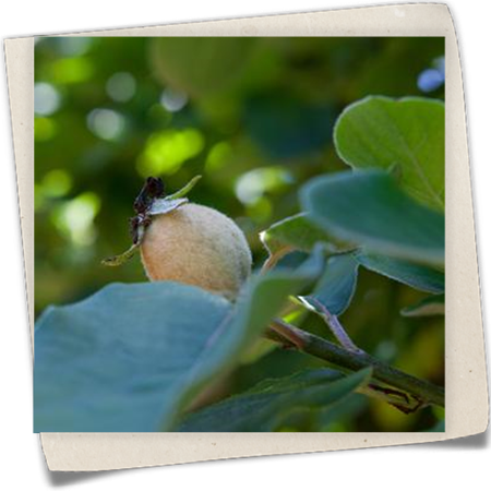 Quitte 'Champion' Quitte 'Champion'