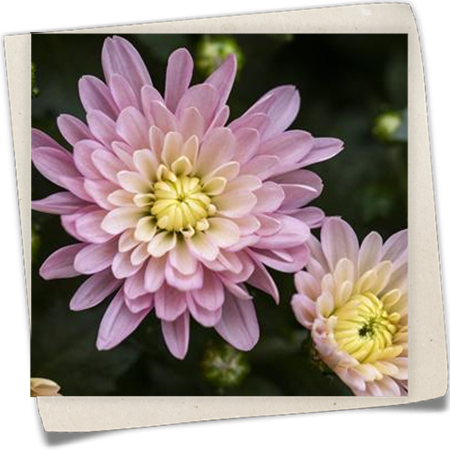 Garten-Chrysantheme 'Mystic Mums' Garten-Chrysantheme 'Mystic Mums'