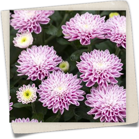 Chrysantheme Mystic Mums 'Daybreak Dark Pink' Chrysantheme Mystic Mums 'Daybreak Dark Pink'
