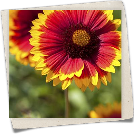 Großblumige Garten-Kokardenblume 'Arizona Sun' Großblumige Garten-Kokardenblume 'Arizona Sun'