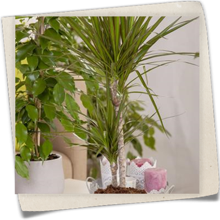 Drachenbaum Drachenbaum